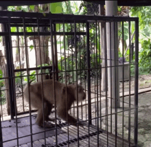 Impatient Monkey GIF - Impatient Monkey Jumping GIFs