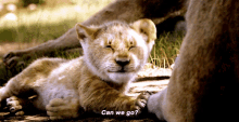 The Lion King Simba GIF - The Lion King Simba Can We Go GIFs