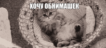 a kitten is sitting in a basket with a caption in russian .