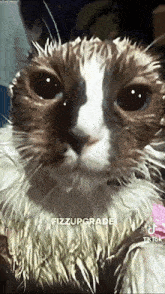 a close up of a wet cat 's face with the words fizzupgrade on the bottom .