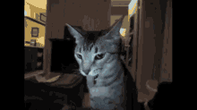 a cat with its tongue hanging out looks at the camera