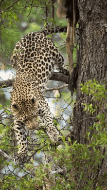 Leopard Cheetah GIF - Leopard Cheetah GIFs