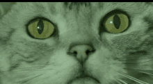 Cat Catnip GIF - Cat Catnip Friskies GIFs