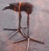 a bird is standing on its hind legs on top of a pile of burning wood .
