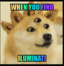When You Find Shiba Inu GIF - When You Find Shiba Inu Iluminati GIFs