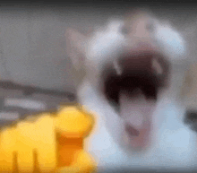 a blurry picture of a cat with its mouth open .
