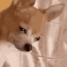 Sad Dog GIF - Sad Dog GIFs