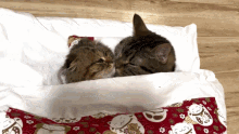 Cats Sleeping GIF - Cats Cat Sleeping GIFs