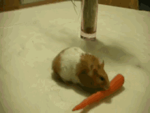Hamster GIF - Cutie Hamster Cute GIFs