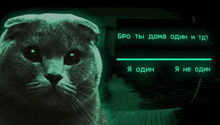 a cat is standing in front of a sign that says bro ты дома один и td