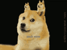 Such Wow GIF - Such Wow Doge GIFs