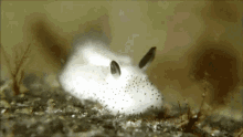 морскойкролик Animal GIF - морскойкролик Animal Sea Rabbit GIFs