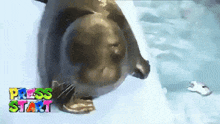 a seal is laying on a white surface with the words press start in the background