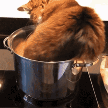 Cat Pot GIF - Cat Pot Hide GIFs