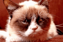 Naww GIF - Grumpy Cat Cat Ugh GIFs