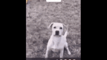 a black and white photo of a white dog standing in a field .