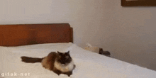 a cat is laying on a bed in a bedroom .