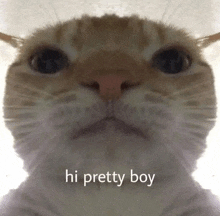 Hi Pretty Boy Cat GIF - Hi Pretty Boy Cat GIFs