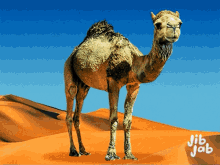 a camel standing in the middle of a desert with jib jab written on the bottom right