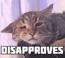 Disappointed Disapproval GIF - Disappointed Disapproval Cat GIFs