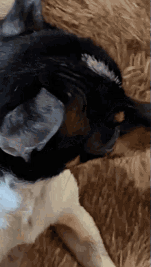 Cute Dog GIF - Cute Dog Pincher GIFs