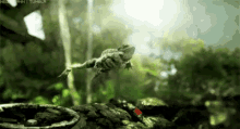 青蛙 跳跃 飞行 飞扑 GIF - Frog Jump Fly GIFs