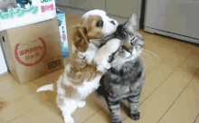 Kesel GIF - Dog Cat Play GIFs