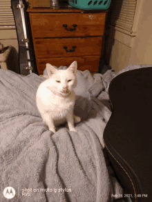 White Cat Funny Cat GIF - White Cat Funny Cat GIFs