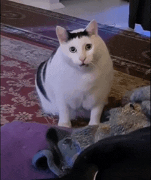 Cat Meme Cat Meme Face GIF - Cat Meme Cat Meme Face GIFs