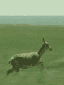 Goat Run GIF - Goat Run Plain GIFs