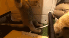 a cat and a dog are playing with each other in a room