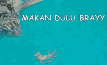 Turtle Makan Dulu Brayy GIF - Penyu Pulau Redang Makan Dulubrayy GIFs
