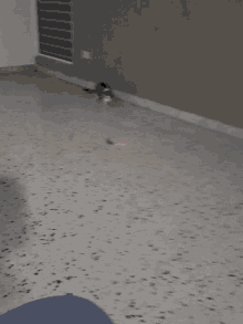 Cat Chasing GIF - Cat Chasing Funny GIFs