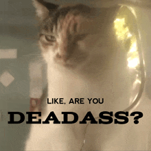 a cat is behind a sign that says " like are you deadass "