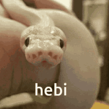 Hebi Hebideco GIF - Hebi Hebideco GIFs