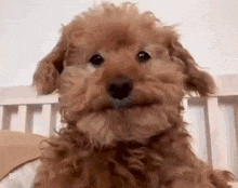 a small brown poodle puppy is sitting in a crib and looking at the camera .