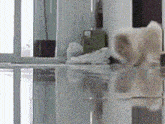 Dog Alpaka GIF - Dog Alpaka Zoom GIFs