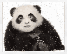 Panda Bear GIF - Panda Bear Winter GIFs