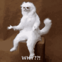 a white cat is sitting on a box and says why ?