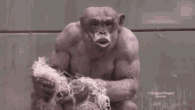Chimp Monke GIF - Chimp Monke Monkey GIFs
