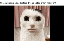 a picture of a cat with a caption that says ' the chicken goons before the rooster ahhh moment '