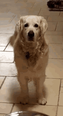 Snowey Dog GIF - Snowey Dog Golden Retreiver GIFs