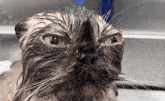 a close up of a wet cat 's face with a blue background
