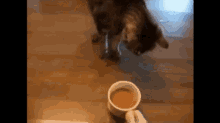 is coffee bad for cats
