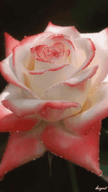 rose glitter