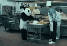 panda mad angry furious flour