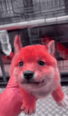Red Dog Shibe GIF - Red Dog Shibe Doge GIFs