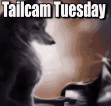 Tailcam Tailcam Tuesday GIF - Tailcam Tailcam Tuesday Furry GIFs