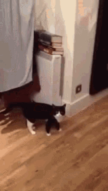Cat Tail Wagging GIF