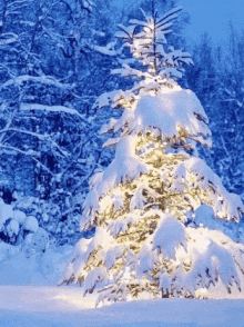 Nature Christmas GIF - Nature Christmas Tree GIFs